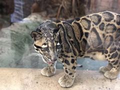 -清迈夜间动物园