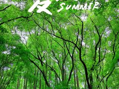 -上海共青森林公园