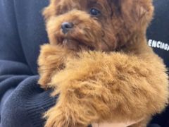 -安安宠医·安烨宠物医院·宠物保险(北仑分院)