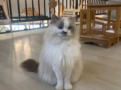 -豆逗聊愈猫阁Easy Life
