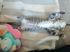 -纳吉亚猫专科动物医院博雅分院