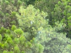 -苍山感通索道