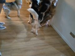 -Husky Go! 哈士奇体验馆·宠物咖啡厅狗咖