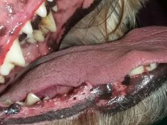 -中农大我爱我爱24h动物医院·中医针灸·猫专科·骨科医疗中心(双井店)