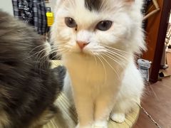 -楼上猫咖(罗湖店)