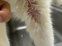 -宠爱国际动物医院·消化内科·心肾内科·ISFM猫友好(望京店)