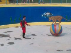 android_upload_pic-五龙山野生动物王国