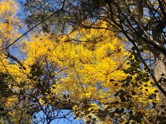 -麦隆咖啡(北大店)