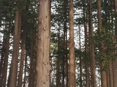 -北海道神宫