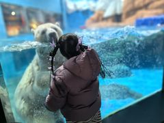 -海合安武汉极地海洋公园