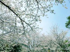 -武汉大学-樱园