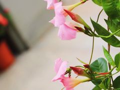 -杭州植物园