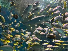 -上海海洋水族馆