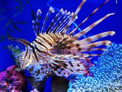 -上海海洋水族馆