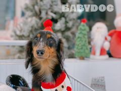 -BABYDOG宝贝狗宠物乐园(欧洲城店)