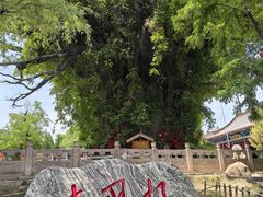 -大槐树寻根祭祖园