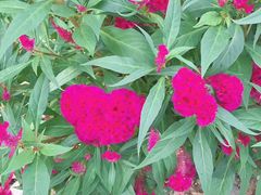 -松山湖梦幻百花洲