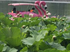 -莲花池公园