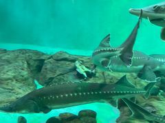 -太平洋海底世界