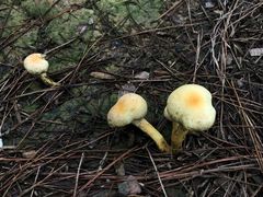 -重庆雨台山风景区