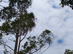 -大屏嶂森林公园