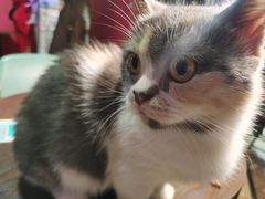 -猫色咖啡·猫咖