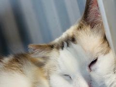 -东方名猫馆·英短金渐层布偶猫舍(环线广场1号楼店)