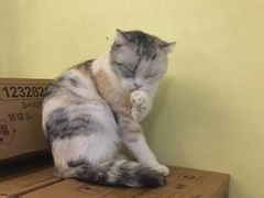 -猫色咖啡·猫咖