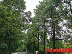 -三水森林公园