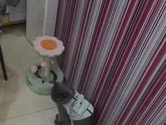 -瑞鹏·疫苗·绝育·宠物医院(金沙洲店)