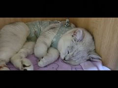 -谐和益家动物医院·免疫绝育·血液透析·宠保定点医院(高新伊藤分院)