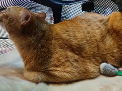 -御宝贝·A梦猫科宠物医院(国际猫友好医院)