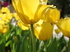 -石家庄市植物园