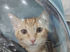 -暖阳宠物医院·犬猫康复中心·骨科