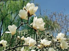 -白塘生态植物园
