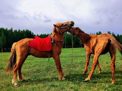 -塞罕坝国家级自然保护区