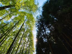-山王坪喀斯特国家生态公园