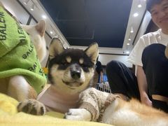 -逗柴咖啡屋·狗咖猫咖宠物桌游