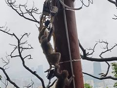 -黔灵山公园