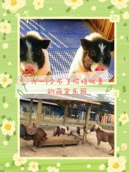 -萌宠亲子动物乐园(槐房万达店)