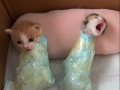 -爆炸头阿姨小四川正宗川味小吃(无任何分店)