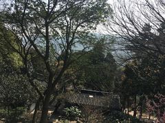 -香雪海