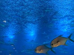 -海棠湾洲际-涛·海底餐厅·美人鱼·自助餐·海底隧道
