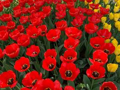 -洛阳郁金香牡丹园