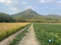 -八卦田遗址公园