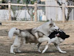 -爪吧宠物乐园 (温榆河示范区店)