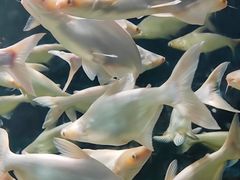 -西安曲江海洋极地公园