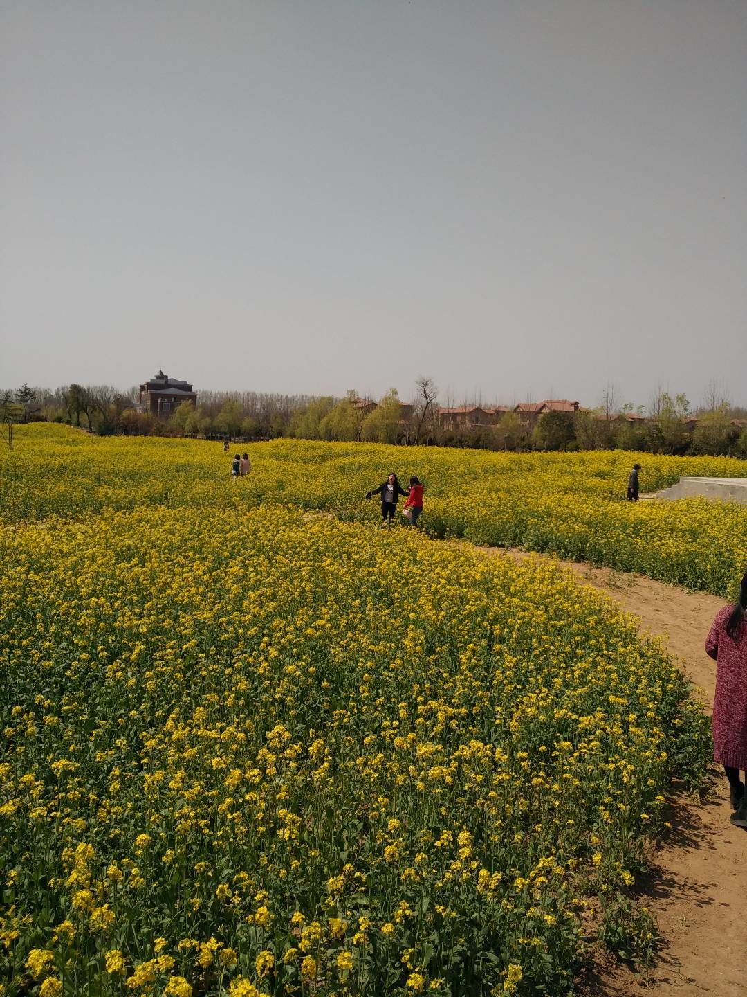 油菜花开,记录乡村之美