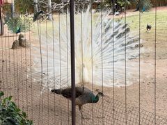 -深圳野生动物园