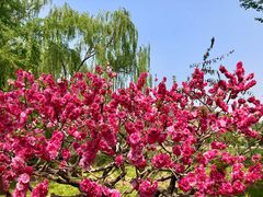 -香山公园